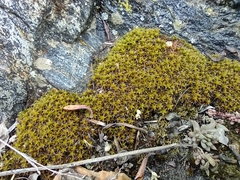 Syntrichia caninervis