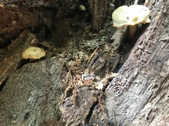 Kuehneromyces