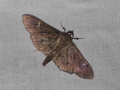 Microthyris