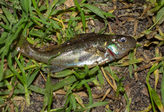 Gymnocephalus cernua