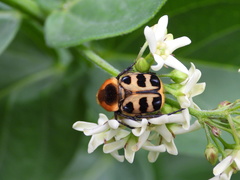 Trichius gallicus