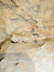 Stygnopsis