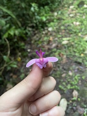 Papilionanthe