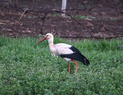 Ciconia ciconia