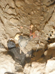 Stygnopsis