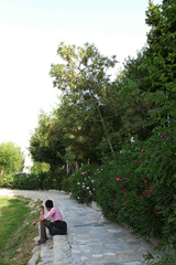 Fraxinus angustifolia persica