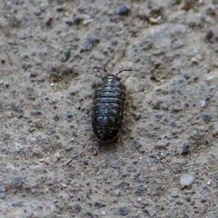 Armadillidium versicolor