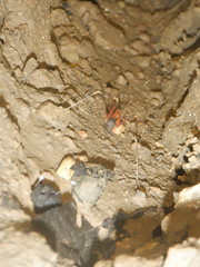 Stygnopsis