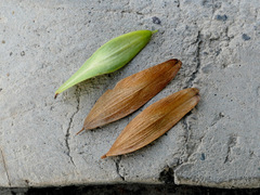 Fraxinus angustifolia persica