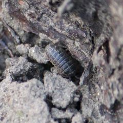 Armadillidium versicolor