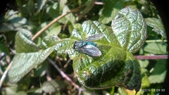 Sarconesiopsis magellanica