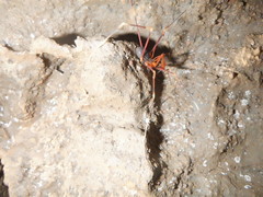 Stygnopsis