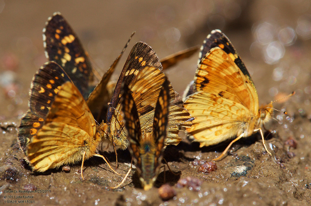 Phyciodes pulchella tutchone