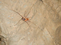Stygnopsis