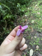 Papilionanthe