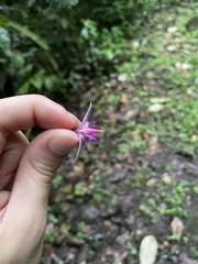Papilionanthe