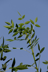 Fraxinus angustifolia persica