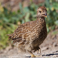 Dendragapus fuliginosus