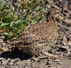 Dendragapus fuliginosus