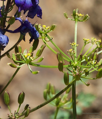 Lomatium martindalei