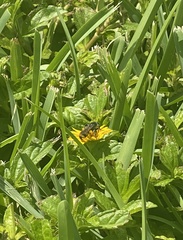 Dielis trifasciata