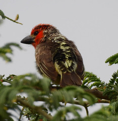 Lybius vieilloti
