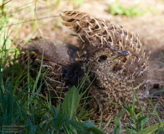 Dendragapus fuliginosus