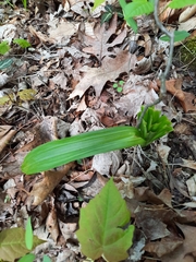 Veratrum hybridum