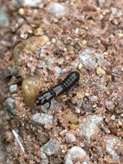 Osoriinae