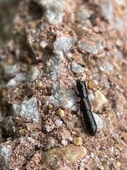 Osoriinae