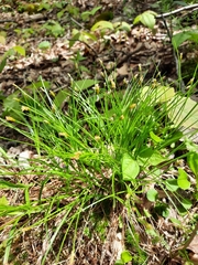 Trichophorum planifolium