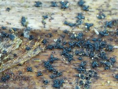 Actidium hysterioides