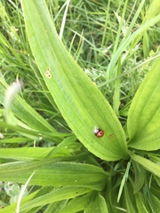 Dinocampus coccinellae paralysis virus
