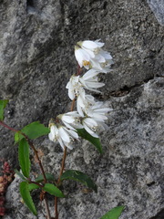 Deutzia crenata