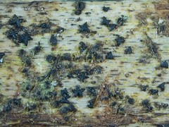 Actidium hysterioides