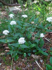 Valeriana montana