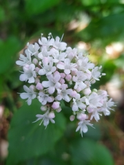 Valeriana montana