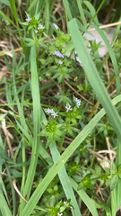 Sherardia arvensis
