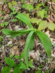 Veratrum hybridum