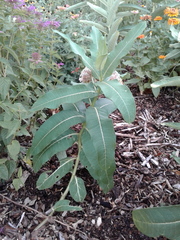 Asclepias syriaca