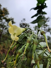 Macrocarpaea valerioi