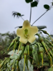 Macrocarpaea valerioi