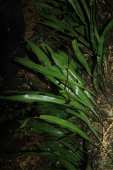 Microgramma percussa