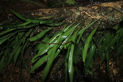 Microgramma percussa