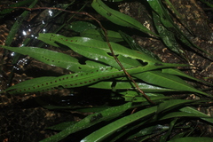 Microgramma percussa