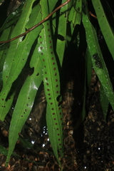 Microgramma percussa