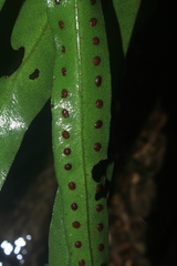 Microgramma percussa