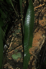 Microgramma percussa