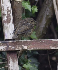 Erithacus rubecula