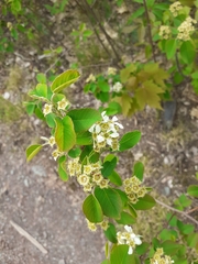 Amelanchier humilis